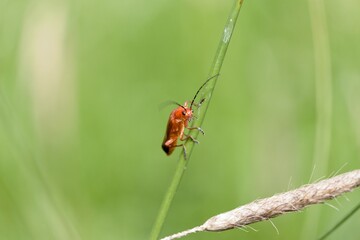 Red soldier beetle close up face view.