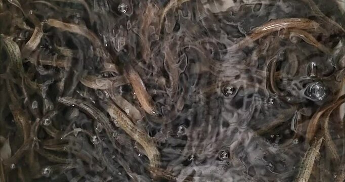 A group of eels waiting to be sold