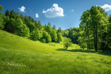 Obraz premium Idyllic landscape featuring a vibrant green meadow, dotted with white flowers, leading to lush trees and a clear blue sky