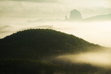 A stunning shot of the forest shrouded in a gentle morning fog.
