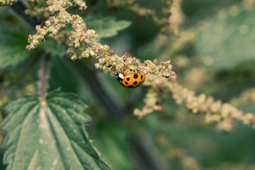 A ladybird upside down walking along a nettle.