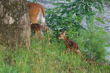 Mother doe deer followed by two baby fawns into the woods. 