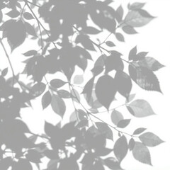 shadow overlay effect. Gray shadow of leaves isolated on white background. Plant foliage leaf shadow light effect. Mockup Blurred tree branch shadow. Ideal for summer spring design elements PNG