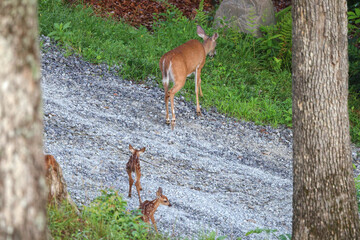 Mother doe deer followed by two baby fawns into the woods. 