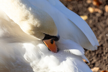 Swan cleans its feathers. The swan is white and has an orange beak