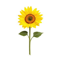 Fototapeta premium A single vibrant yellow sunflower with green leaves and stem isolated on transparent background