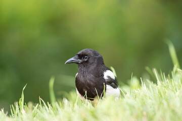 Fototapeta premium 늠름한 까치