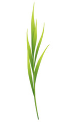 Fototapeta premium illustration of a single stem of lush, vibrant green grass