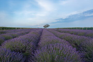 lavender flowers, the lavender field is beautiful.