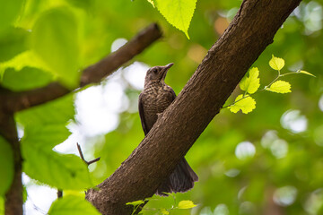 대륙검은지빠귀의 유조