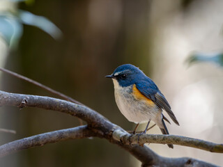 森の中で周りを見渡しているルリビタキの雄