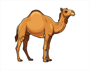 A dromedary camel against a white backdrop. This is a vector cartoon drawing of a humped camel seen from the side. Stock vector