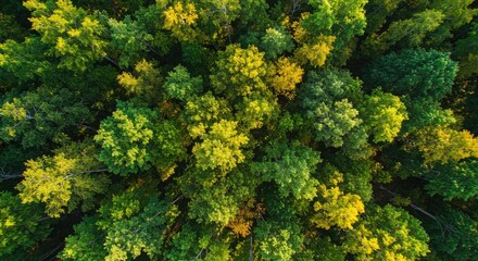 Naklejka premium High-angle view of a dense forest. Colorful autumn foliage