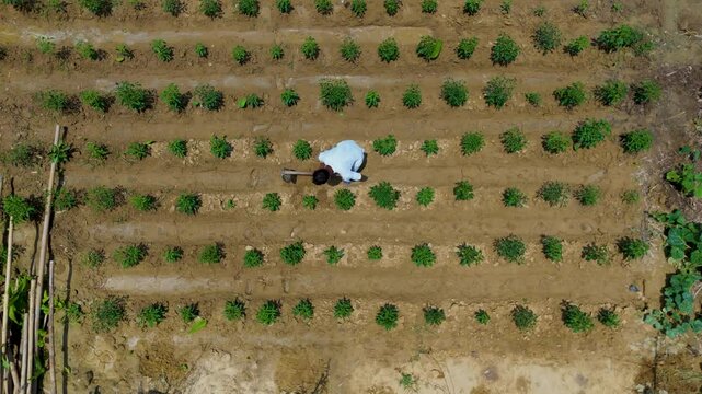 Top down aerial view of a solitary farmer tending to young crops planted in neat parallel rows in a dry agricultural field