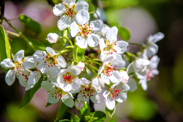 Flowering branch of pear in the garden in spring
