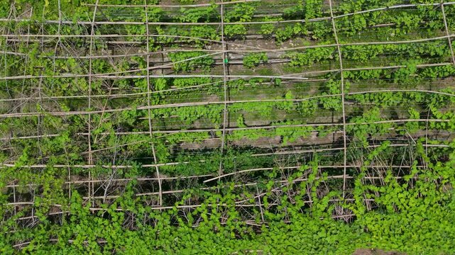 rone flight over organized vegetable plots and wooden support structures in Nepal. Aerial video of small scale organic farming and rural village landscape