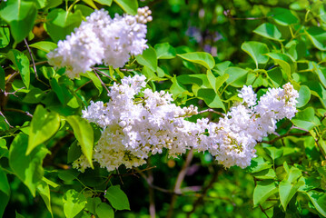 Inflorescence of a white lilac against a blue sky
