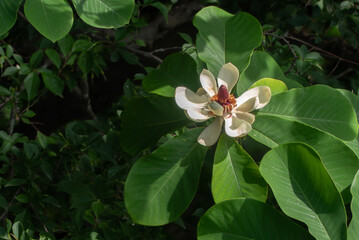 初夏に咲く大きなホオノキの花