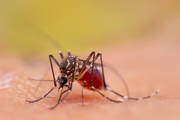Macro shot of an Aedes mosquito feeding on human skin, showcasing its detailed body structure and blood-filled abdomen. This species is known to transmit dengue, Zika, and other viral diseases.
