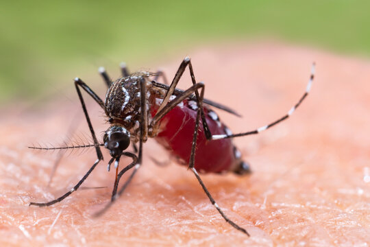 Macro shot of an Aedes mosquito feeding on human skin, showcasing its detailed body structure and blood-filled abdomen. This species is known to transmit dengue, Zika, and other viral diseases.