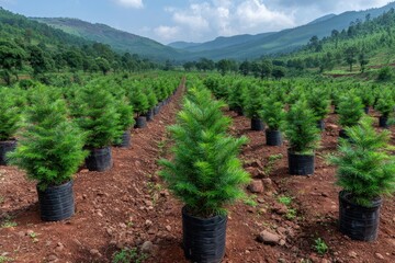 Rows of young evergreen saplings in black grow bags on a red soil hillside under a cloudy sky