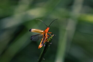 Red soldier beetle flying off.