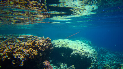 Bluespotted Cornetfish or Fistularia commersonii glides over the coral reef in Red sea in Egypt....