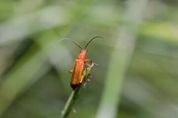 Red soldier beetle at the end of a grass strand.
