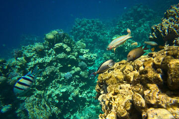 Variety of tropical fish swimming near vibrant coral reef in clear blue water. Complexity and...