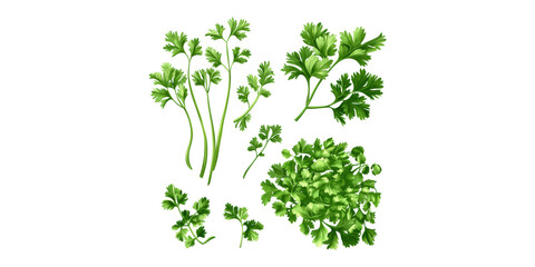 Fresh Cilantro Leaves Illustration. Culinary Herb For Cooking And Garnishing Isolated On Transparent Background
