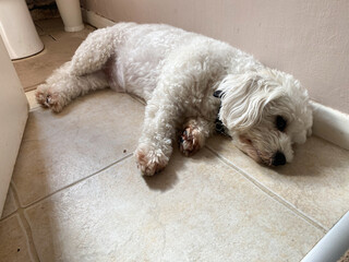 A small, white cavapoo dog struggles to keep cool during a heatwave. He lies on the cold, tiled...