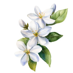 Obraz premium Jasmine Flower Watercolor Illustration: Elegant Floral Clipart for Natural Beauty Themes, PNG