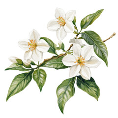 Jasmine Watercolor Flower: Botanical Clipart for Perfume, Beauty, or Spa Branding, PNG
