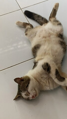 Sleepy Tabby Cat Relaxing on White Tiles