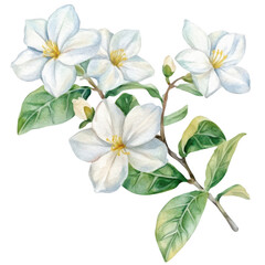 Obraz premium Jasmine Flower Watercolor Design: Herbal and Peaceful Nature-Themed Clipart, PNG
