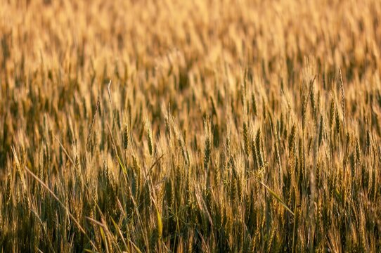 Sunlit wheat field with ripe golden stalks, ready for the harvest in the countryside.
