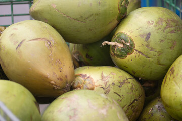 Young Coconuts for Sale