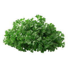 Obraz premium Fresh green parsley leaves ready for cooking or garnishing dishes, adding flavor and color to your meals.