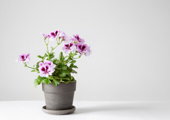 Fototapeta premium geranium in pot on white background