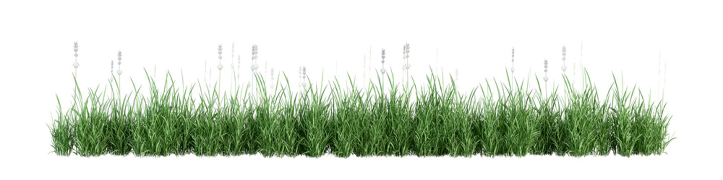 Long green grass isolated on white background