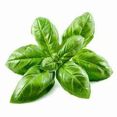 Vibrant green basil leaves are growing from plant on white background