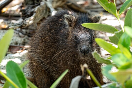 Cuban hutia (capromys pilorides) rodent animal behind branches in Cuba