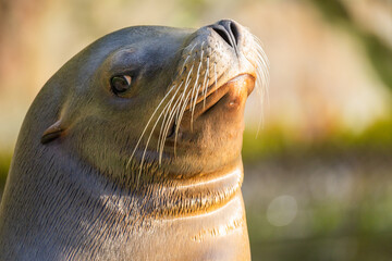 pair of California sea lions bask in sun. Zalophus californianus.