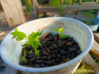 Small chili plants in white pots grown with goat manure mixture for natural fertilizer.