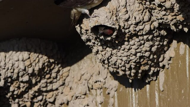 Many Cliff Swallows fly around a mud nest under the eave of a building, with sound 2