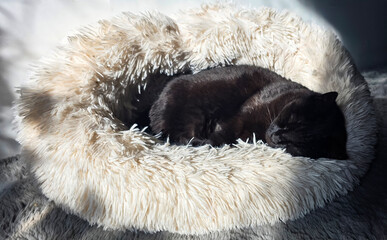 Black cat peacefully sleeping in a cozy fluffy pet bed with soft textures and warm light