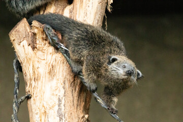 Binturong Arctictis binturong Adult sleeping at the top of a dead tree.