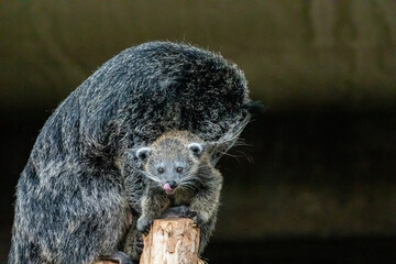 Obraz premium Binturong Arctictis binturong Adult sleeping at the top of a dead tree.
