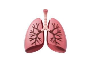 Fototapeta premium 3d model human lungs isolated on a white background