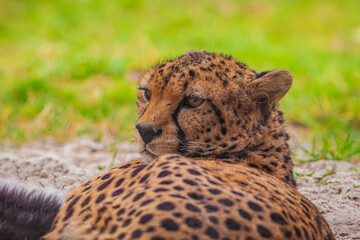 cheetah resting on green grass, very close eye contact.